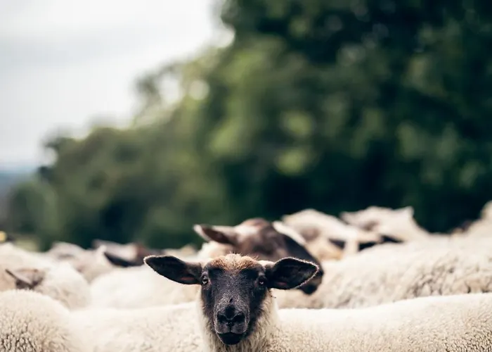Aparthotel Apartman-hotel Jitravsky Dvorec